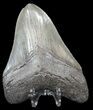 Megalodon Tooth - South Carolina #43019-2
